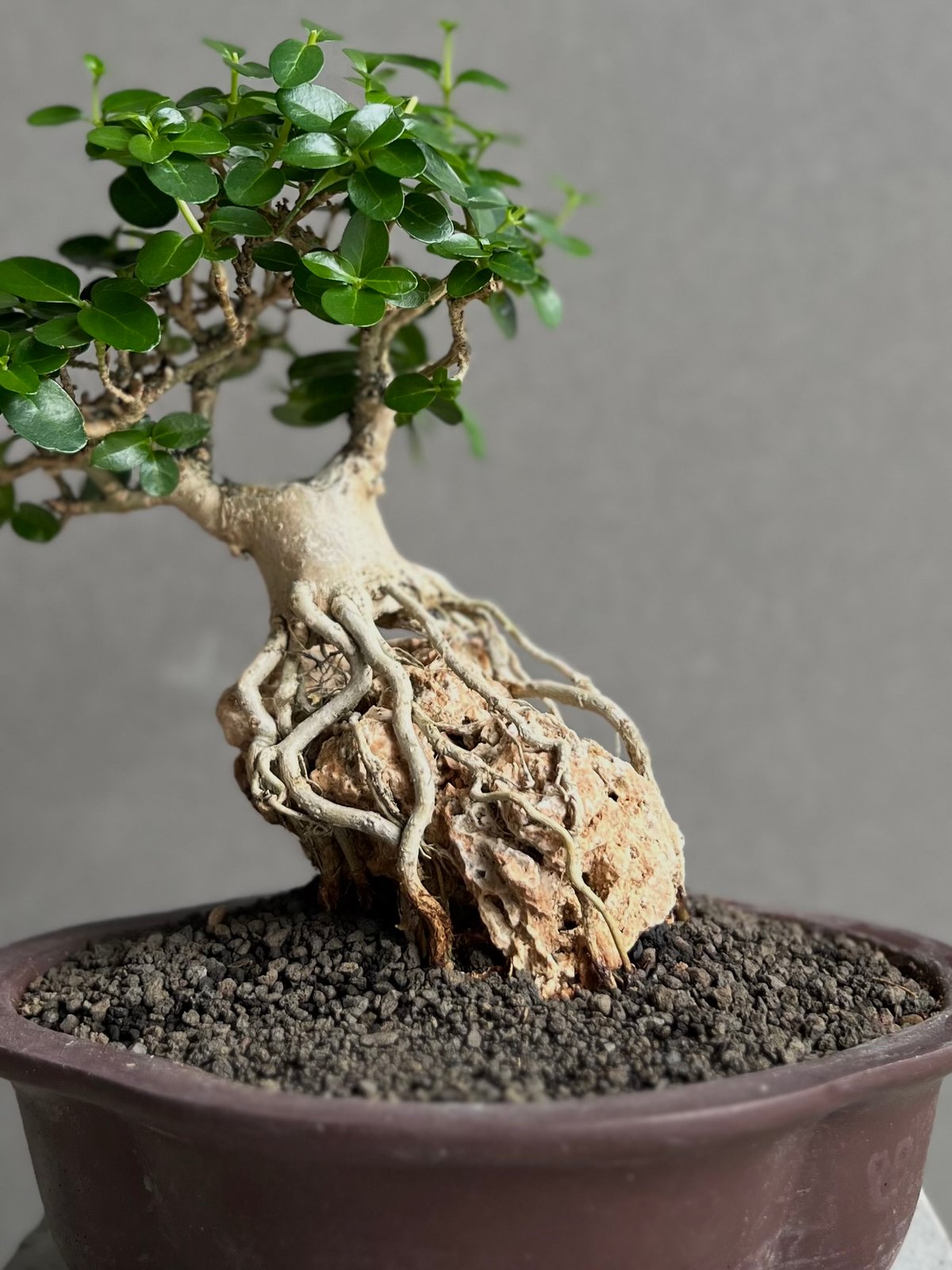 オトコヨウゾメ盆栽 SS004 オトコヨウゾメ盆栽 SS004 オトコヨウゾメ盆栽 S004