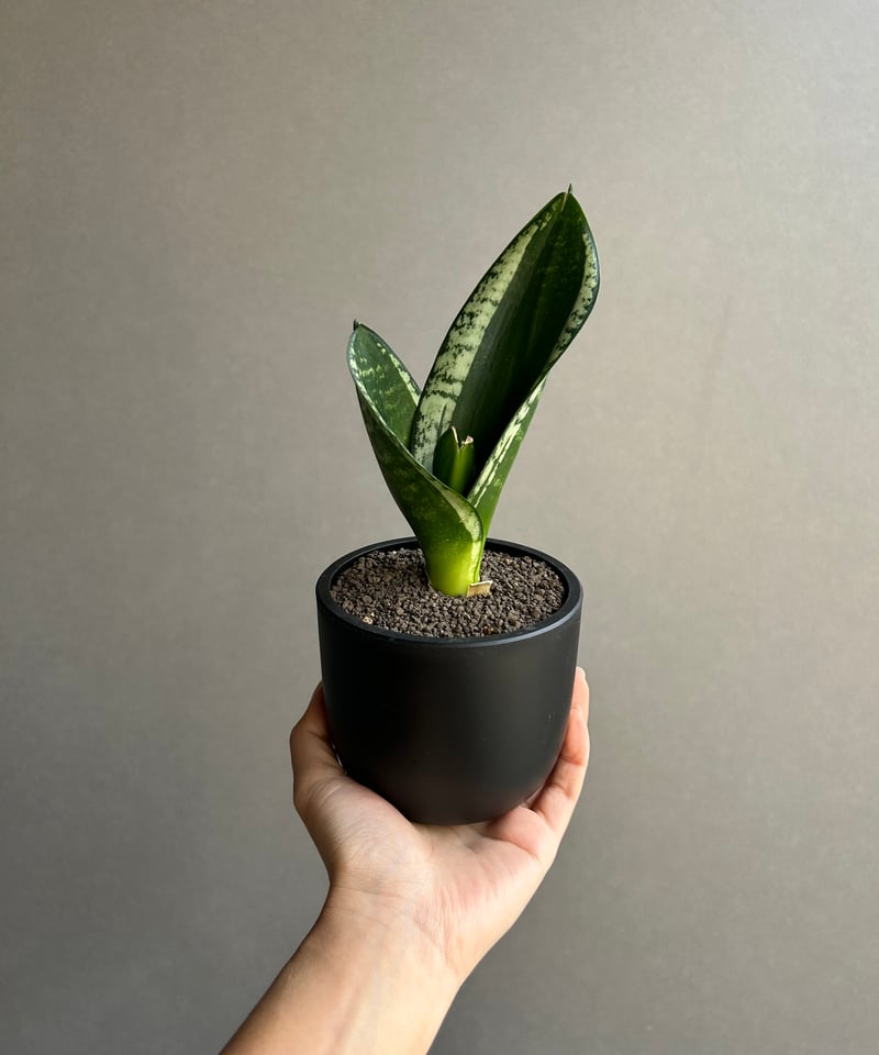 サンセベリア シルバー フレーム「Sansevieria Silver Flame 」91L
