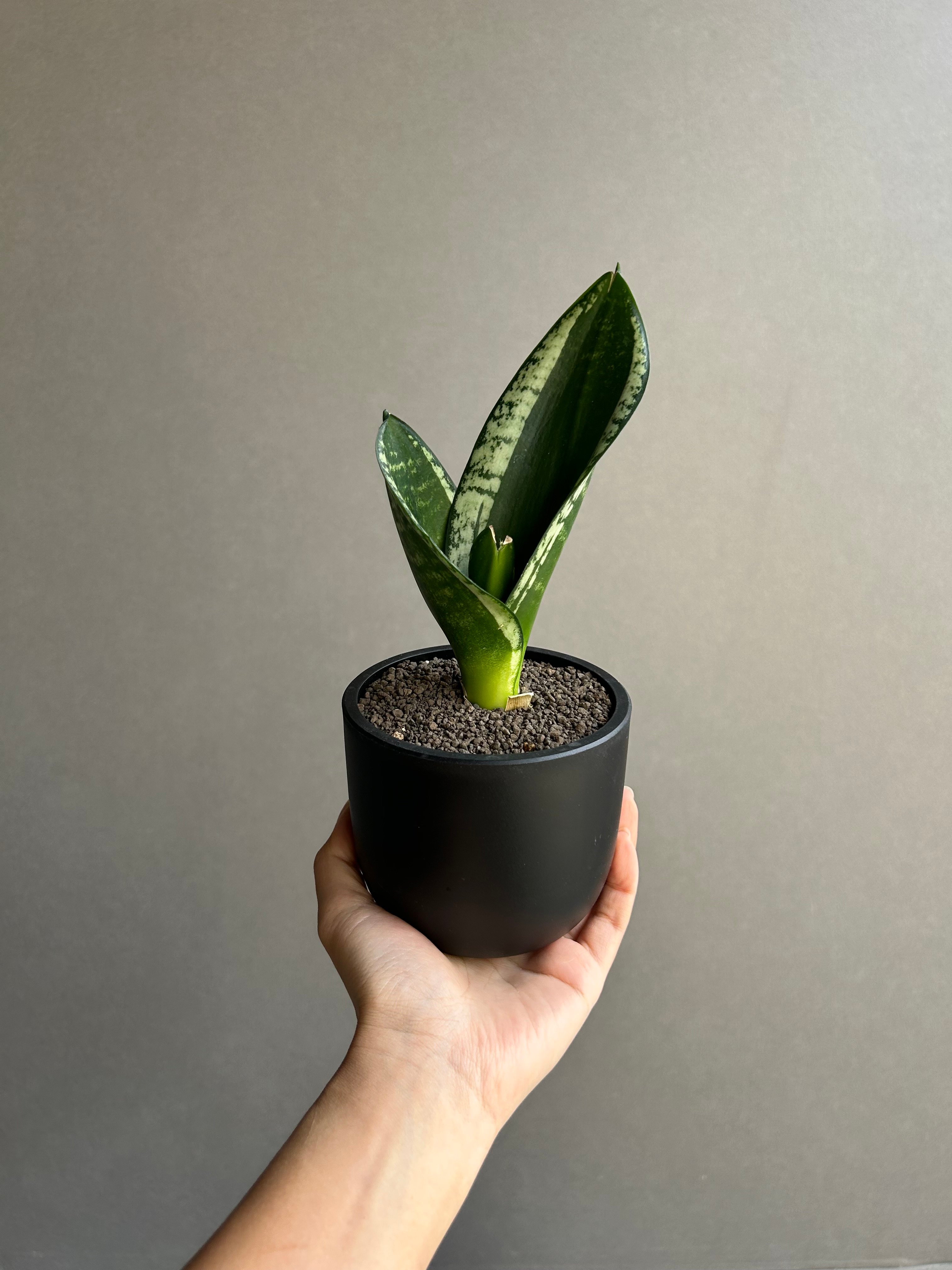 サンセベリア シルバー フレーム「Sansevieria Silver Flame 」91L