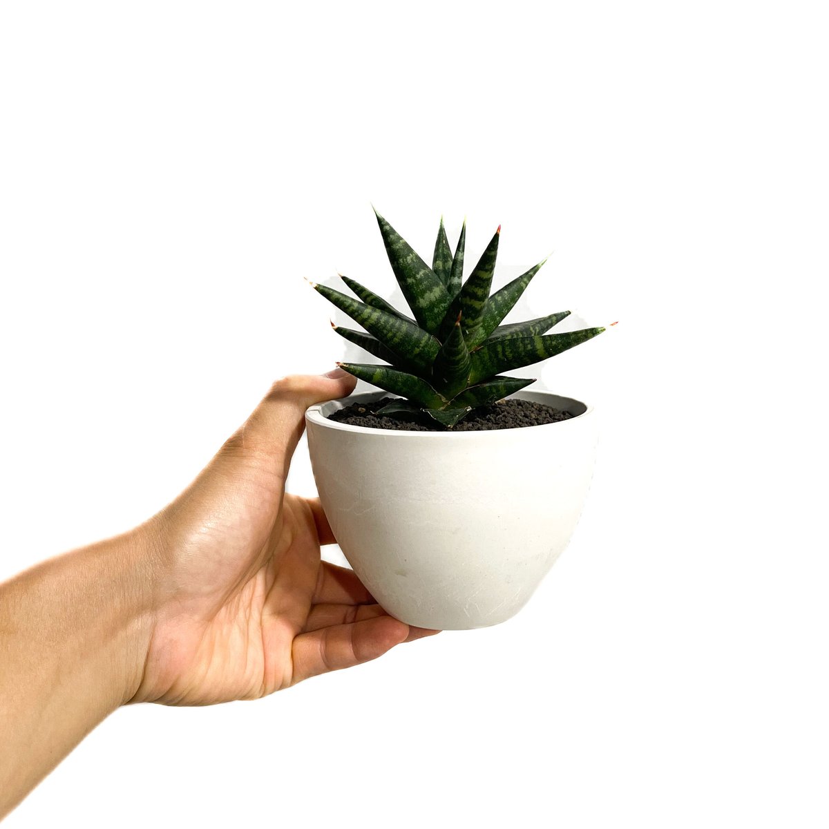 サンセベリア ブラック ダイヤモンド「Sansevieria Black