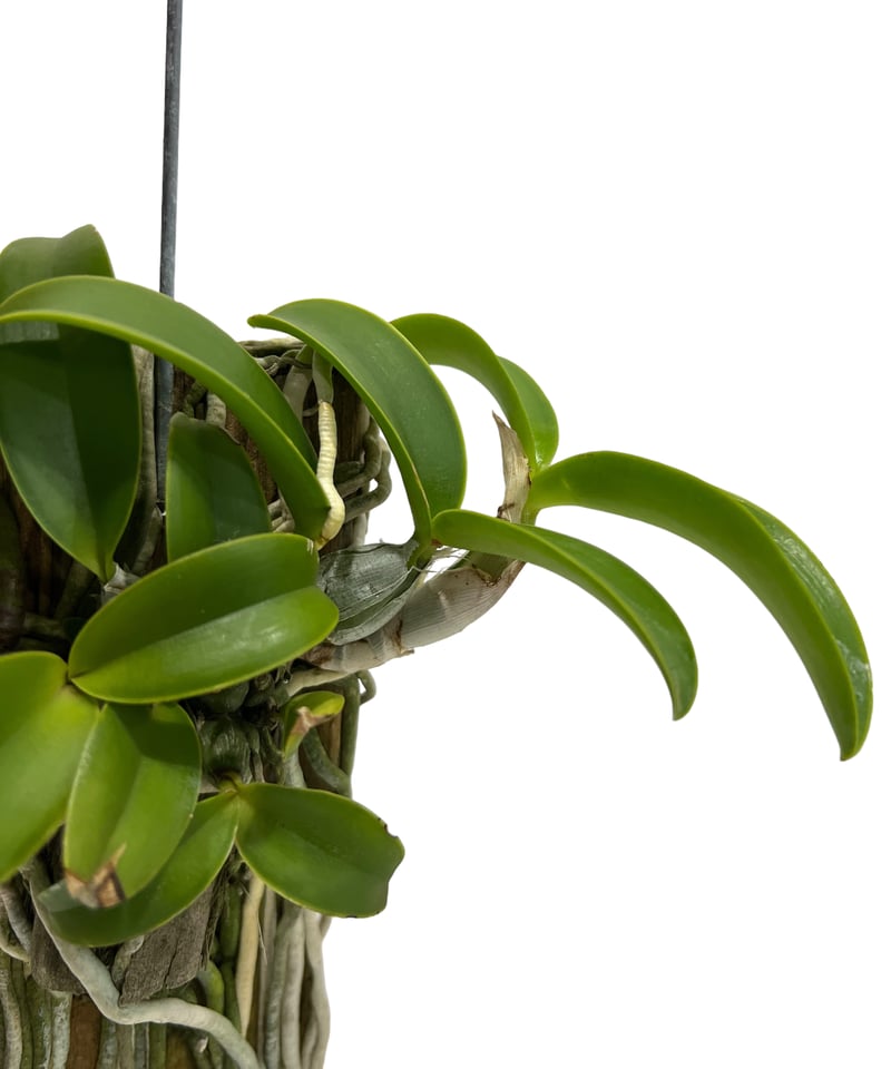 カトレア ノビリオール アマリア 「Cattleya nobilior var. amalia