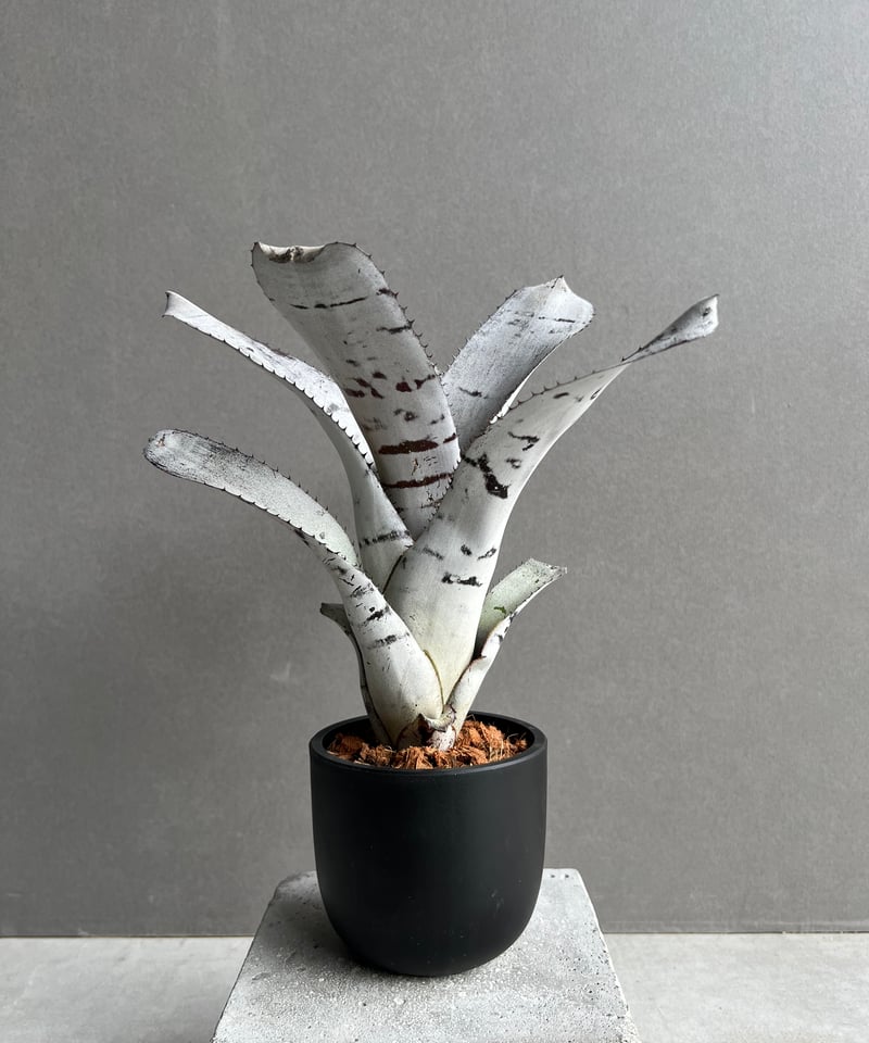 エクメア チャンティニー (ホワイト セレクト) 「Aechmea chantinii (Wh