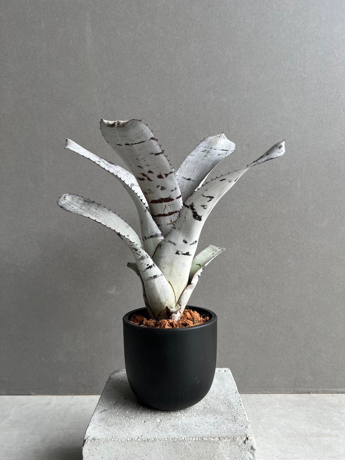 エクメア チャンティニー (ホワイト セレクト) 「Aechmea chantinii (Wh