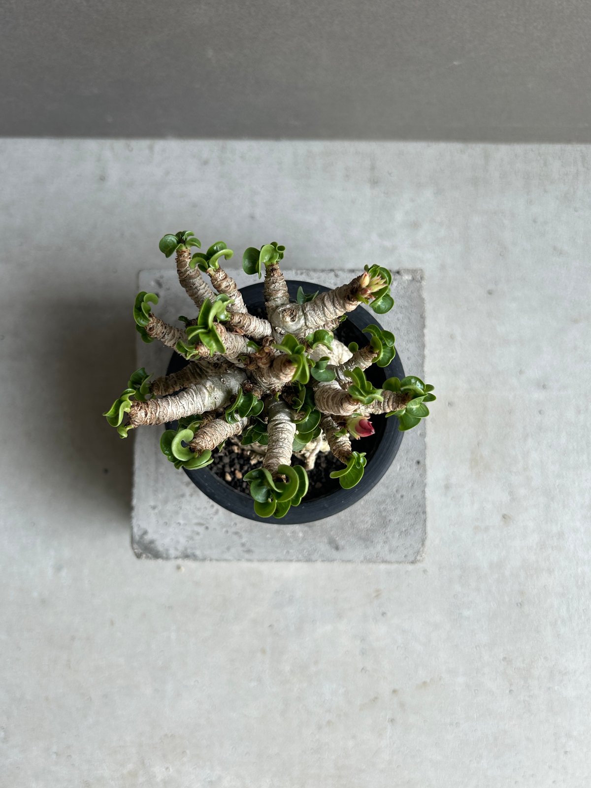 EMP アデニウム メデューサ D.H.A 獅子葉 / AD169 楽天市場】観葉植物