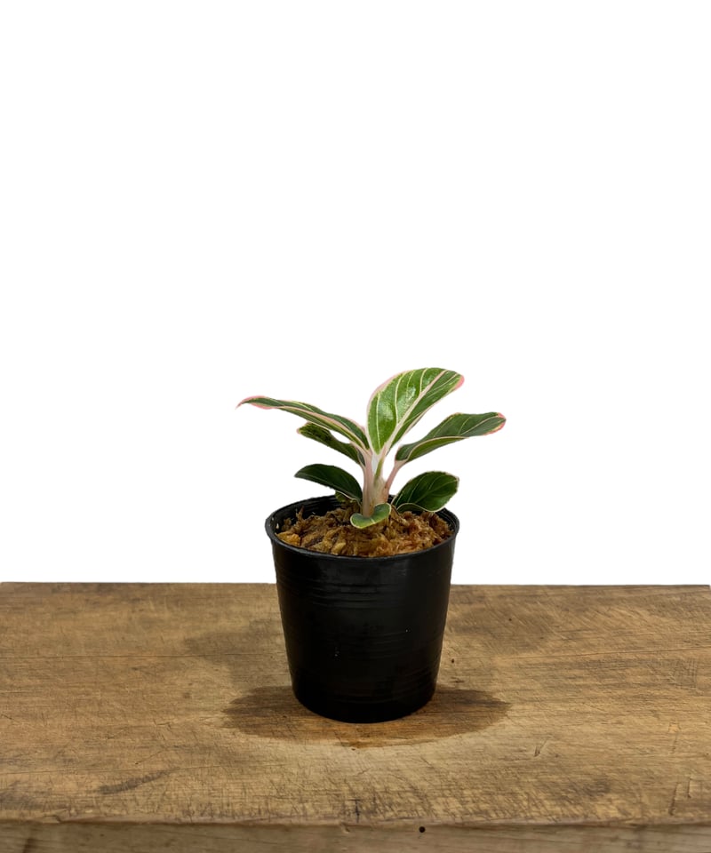 アグラオネマ ロータス デライト 「Aglaonema Lotus Delight」15L |
