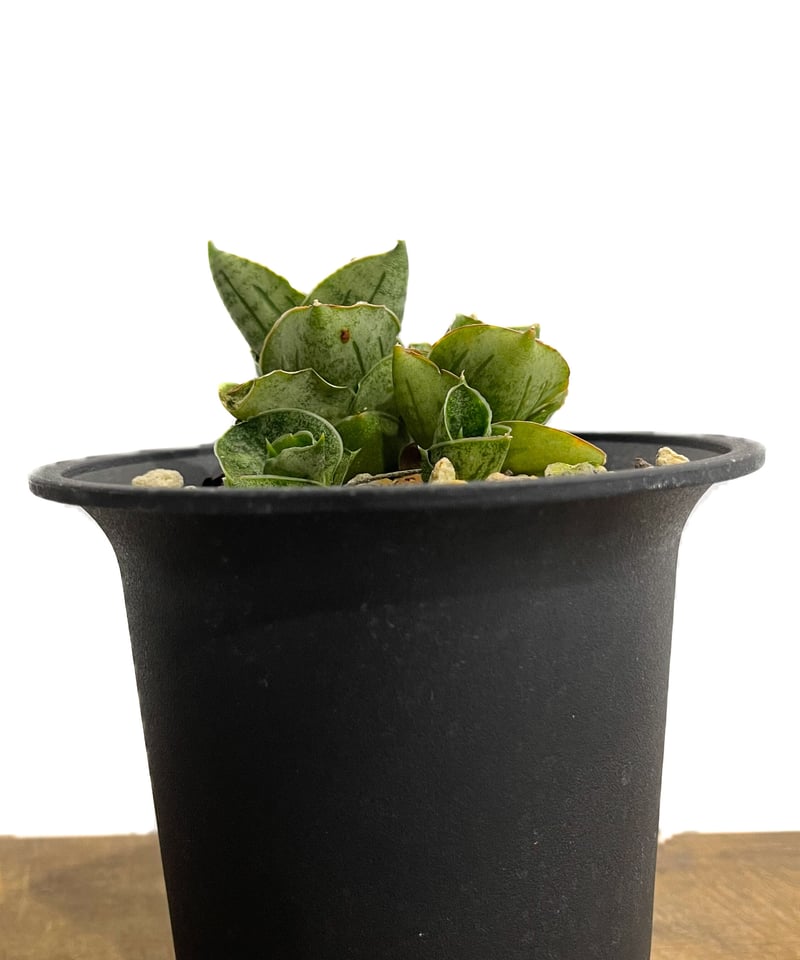 サンセベリア ミニ ローズ「Sansevieria Mini Rose (by Unyaman