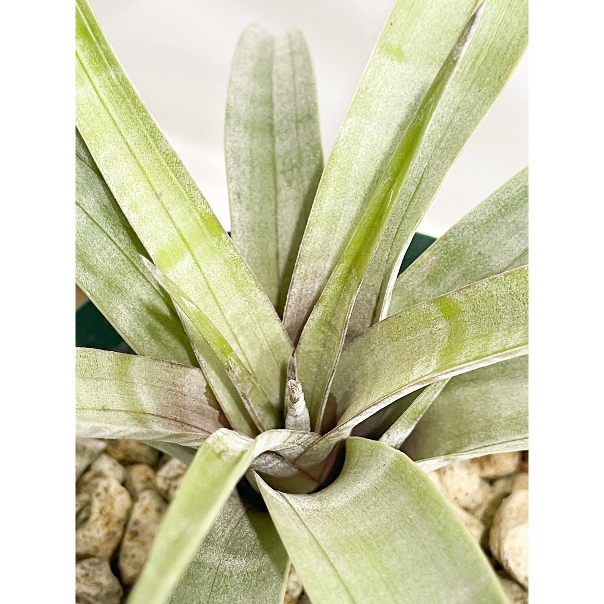 s*s様 ティランジア　ヒルダエ　3株セット お得 ティランジア ヒルダエ ワイドリーフ「Tillandsia hildae Wide
