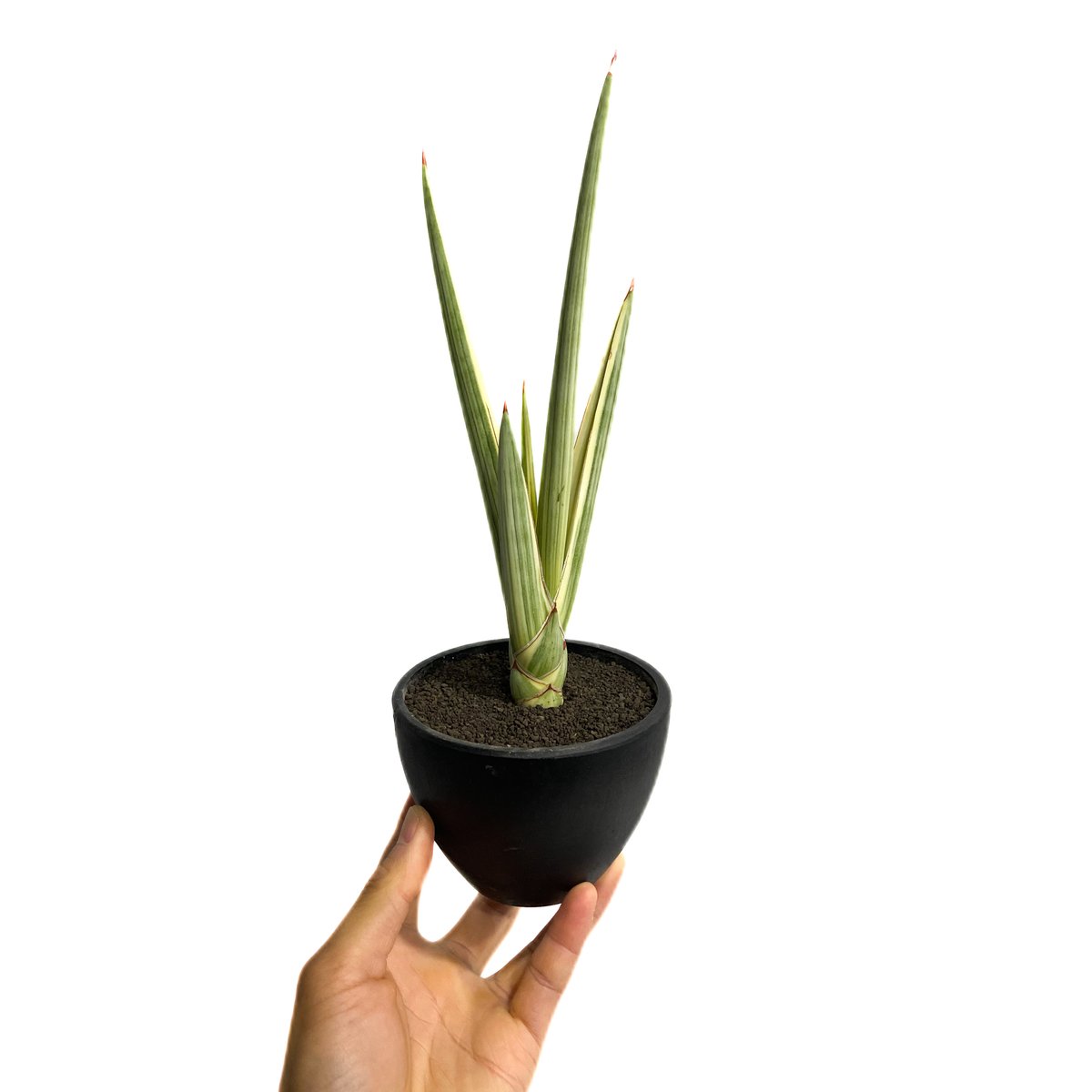 サンセベリア ロイヤルクラウン 斑入り「Sansevieria royal crown var