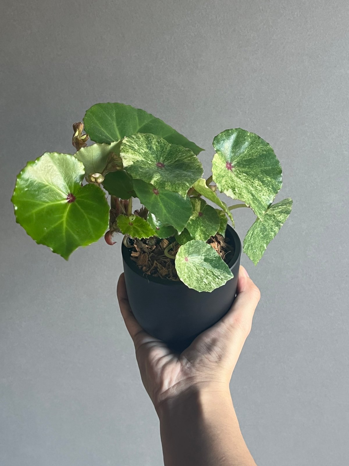 ベゴニアルージュ 斑入 「Begonia “Rouge”. Variegated」33N |