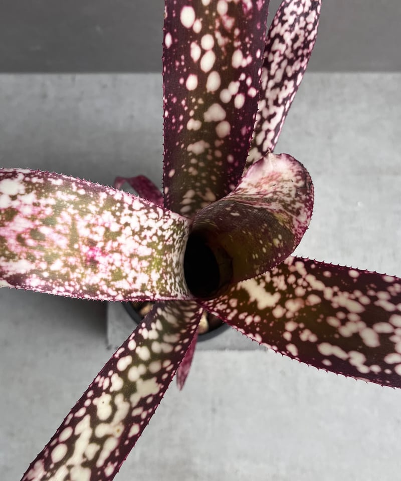 Billbergia 'Dreams'〔ビルベルギア〕現品発送B0261 Billbergia 'Dreams'〔ビルベルギア〕現品発送B0261 - メルカリ