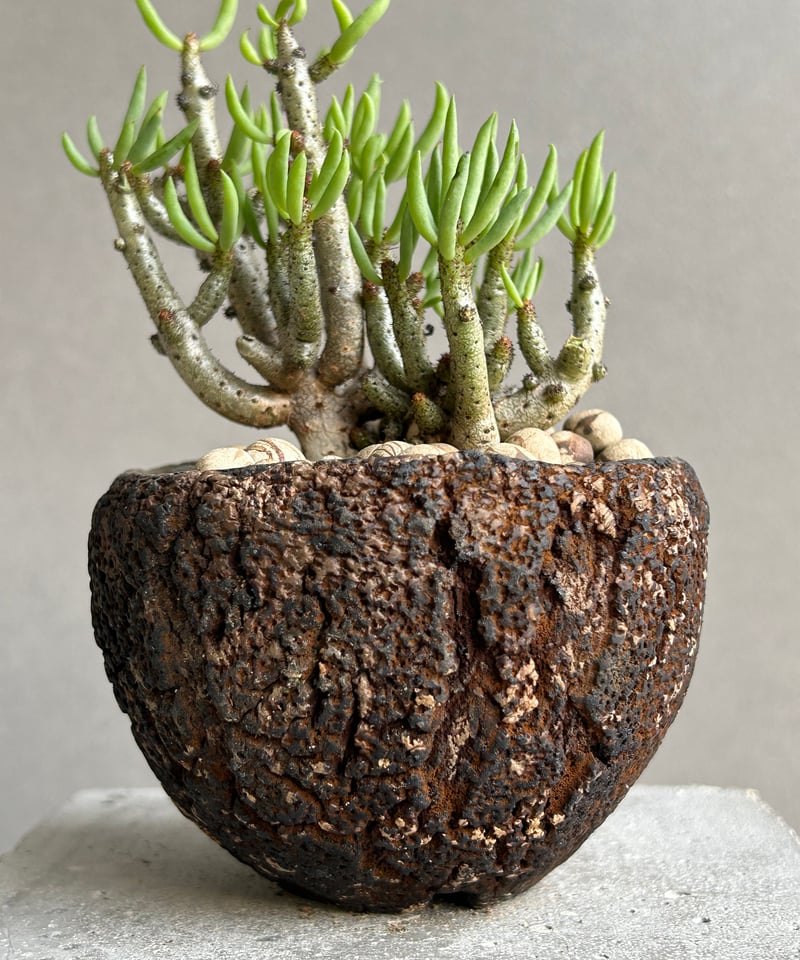 チレコドン　ブッコルジアヌス チレコドン ブッコルジアヌス／Tylecodon buchholzianus no.