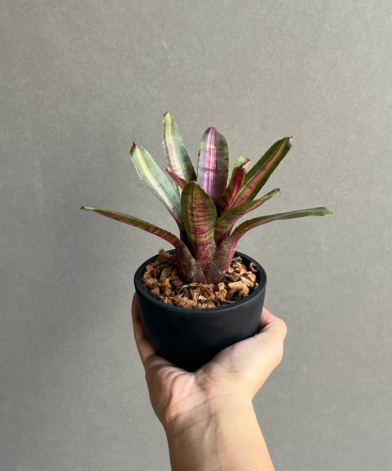 ネオレゲリア アベンチュラ 「Neoregelia Aventura」22N | SHOUCH
