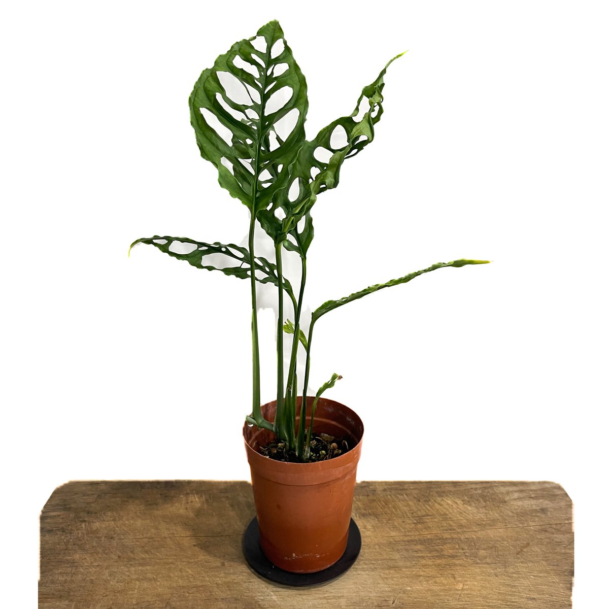 モンステラ オブリクア ペルー「Monstera obliqua Peru」8/18-61B-...