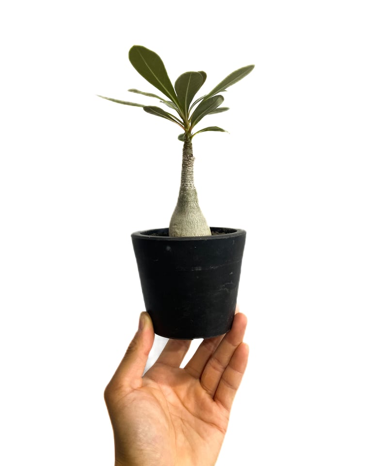 アデニウム ソコトラナム 「Adenium socotranum 」41E-1 | SHOU