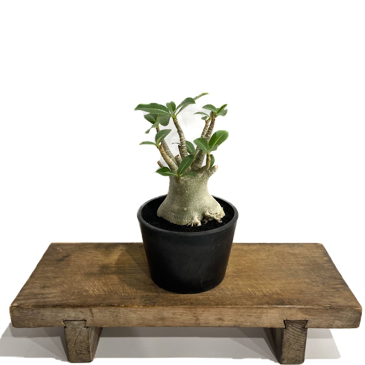 アデニウム アラビカム 「Adenium arabicum 」6/5-696 | SHOUCH