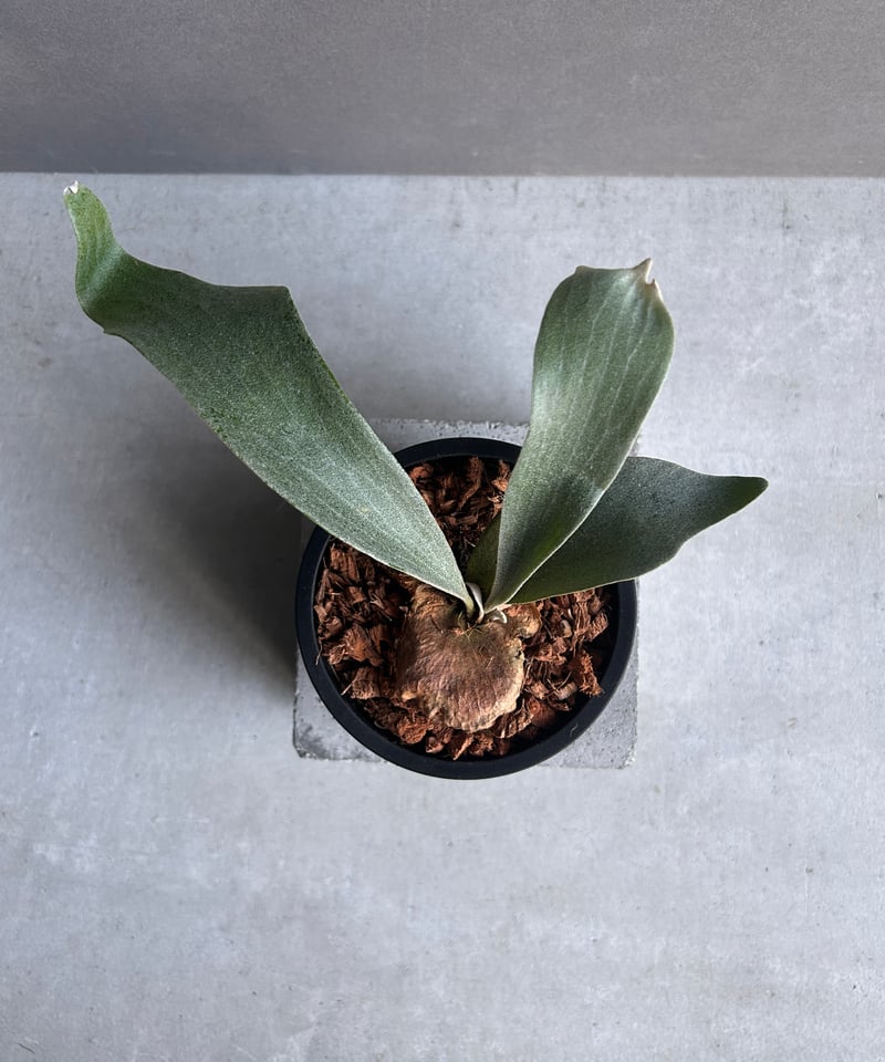 P.Paul whiter ビカクシダ　ポールホワイター　特選子株 ビカクシダ ポール ホワイター(子株)「Platycerium Paul Whiter