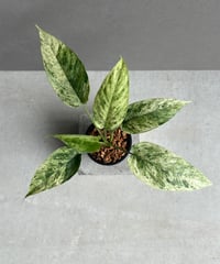 サンセベリア スサノオ 「Sansevieria Susano 'O' (by Unyaman