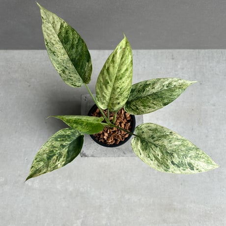 ホマロメナ　斑入り　南スマトラ産 ホマロメナ sp. 斑入(インドネシア産) 「Homalomena so. Variegate