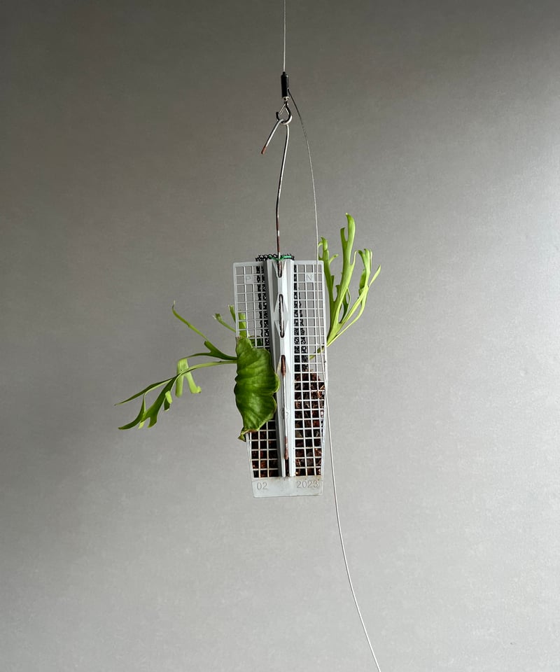 セール！ビカクシダ リドレイパカランridleyi pakarang P. ridleyi 'Pakarang' ・ ・ 色々工夫が必要だなぁ