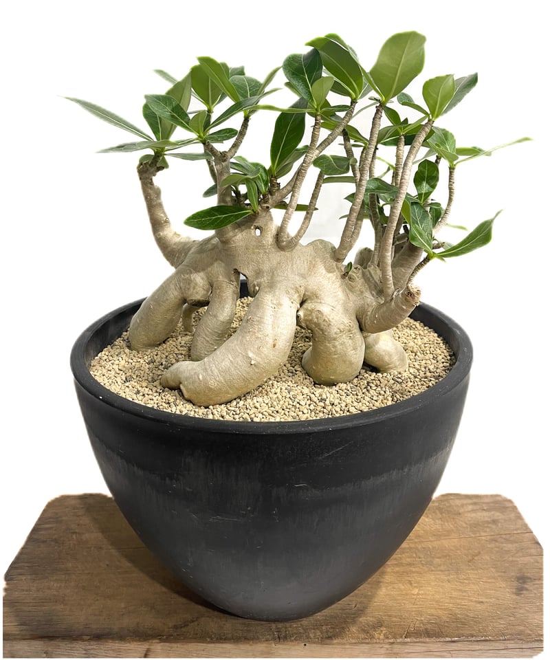 アデニウム アラビカム 'Bonsai スタイル'「Adenium arabicum 'Bon