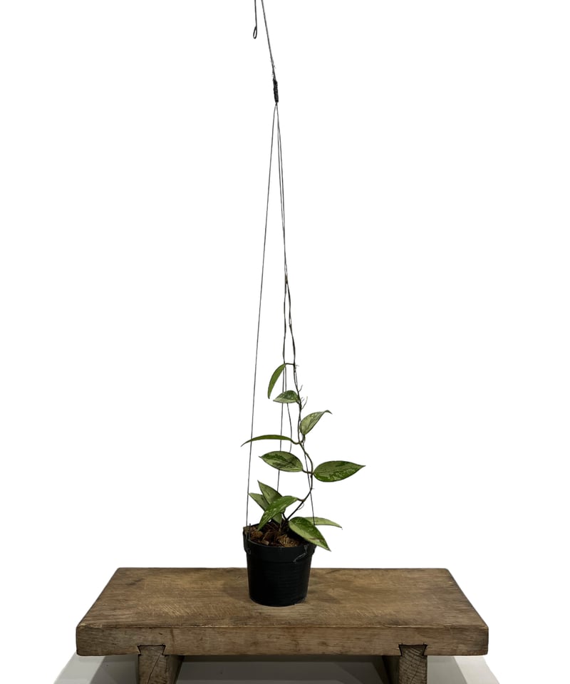 ホヤスノークイシルバー「Hoya snow cui silver」33I | SHOUCHIKUEN