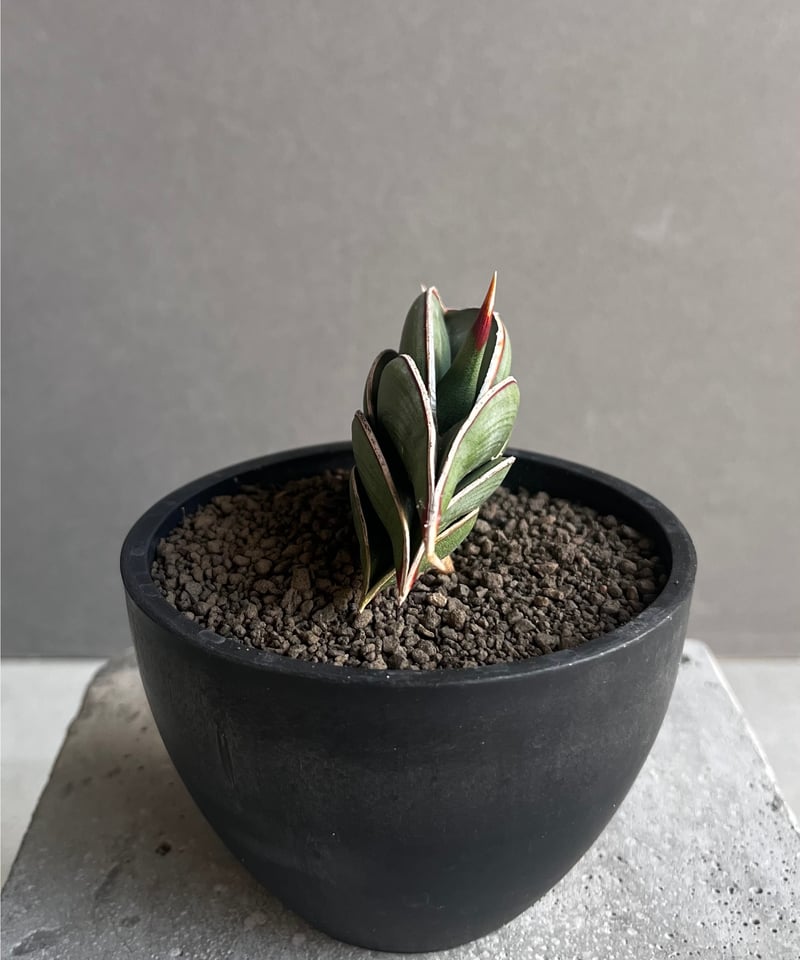 サンセベリア ロリダ 「Sansevieria rorida」8A | SHOUCHIKUEN