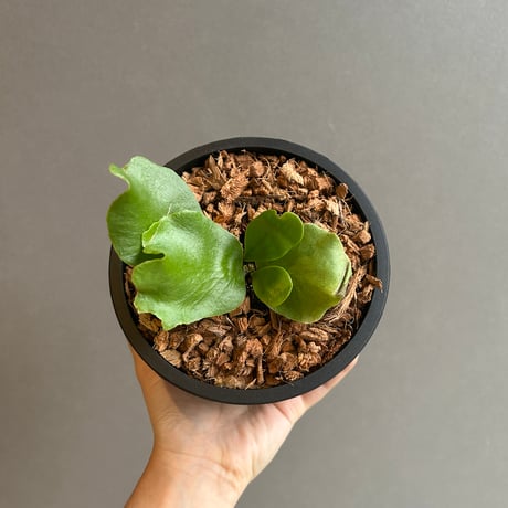 ビカクシダ4種セット ビカクシダ 4種セット ビカクシダ 胞子培養 5種類セット② ビカクシダ