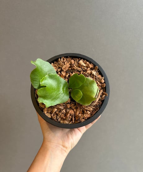 ビカクシダ kitshakoodiense Ploy-Ratana 大株 新品】P. x kitshakoodiense Ploy-Ratana @bikamori ビカクシダの落札