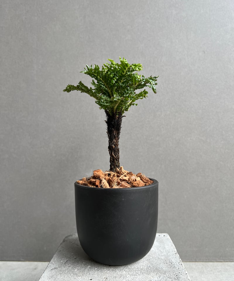 ブレクナム ギッバム ドワーフ 「Blechnum gibbum Dwarf 」75D | S