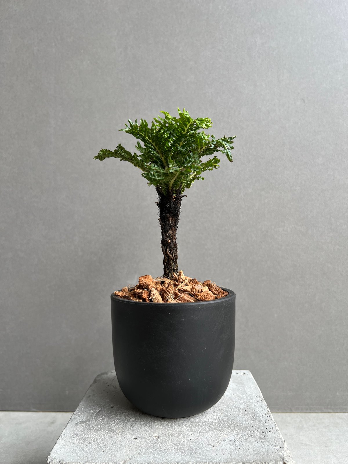 ブレクナム ギッバム ドワーフ 「Blechnum gibbum Dwarf 」75D | S