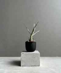 EMP サンセベリア Susano'O' スサノオ / SA318 EMP サンセベリア Susano'O' スサノオ / SA318