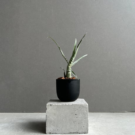 Aechmea Little Have Albo 超超特大 Aechmea Little Have Albo 超超特大