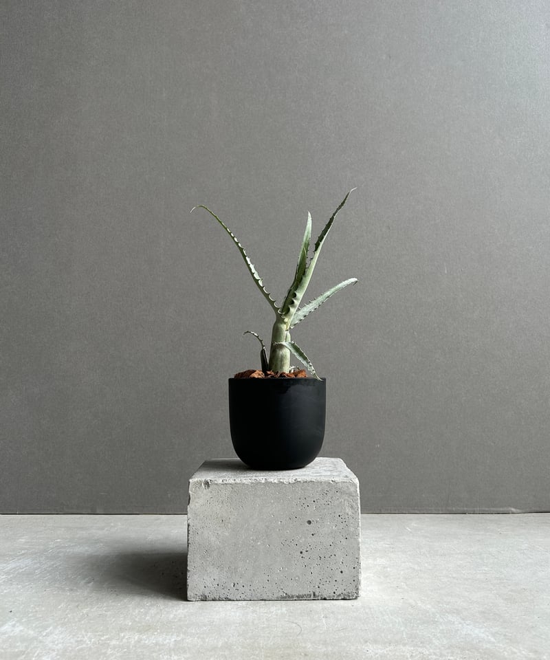 【送料無料】Aechmea tocantina〔エクメア〕現品発送A0164 送料無料】Aechmea tocantina〔エクメア〕現品発送A0164 | plane