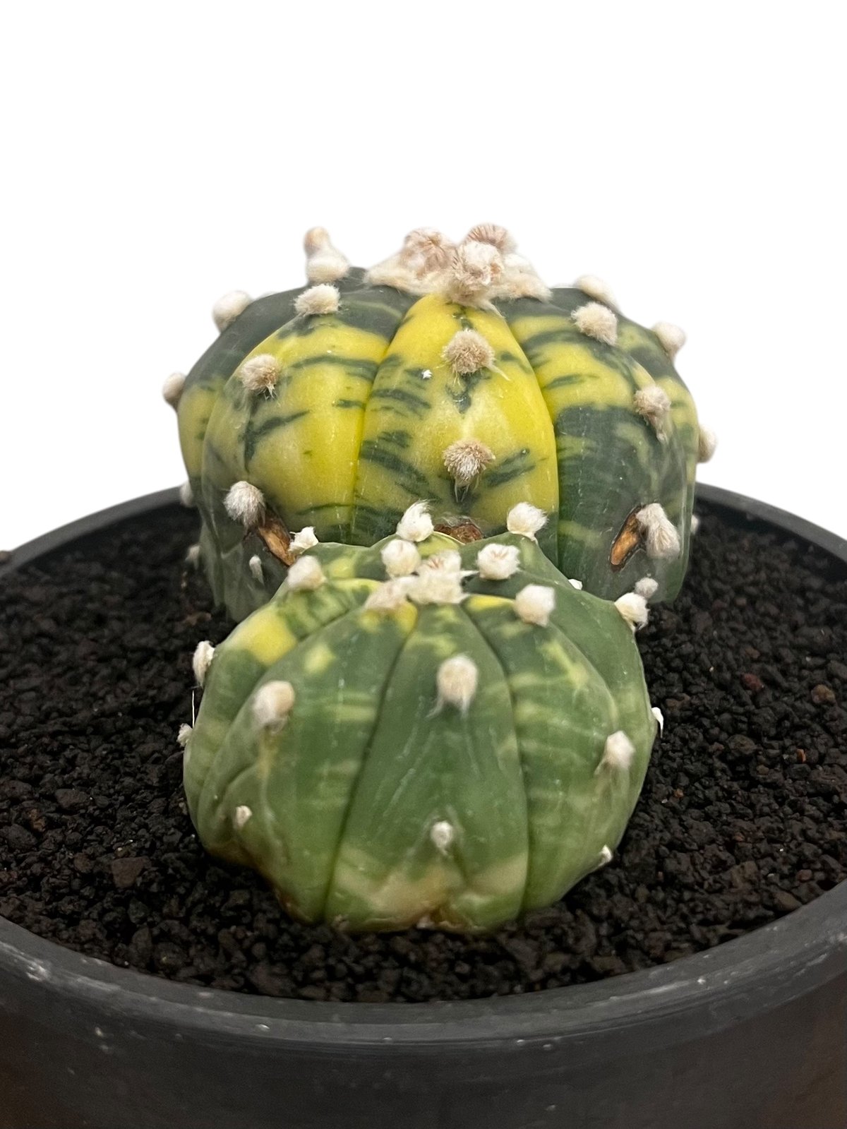 アストロフィツム 兜丸錦 「Astrophytum asterias Variegated
