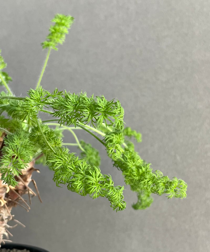 ペラルゴニウム ヒルツム「Pelargonium hirtum」64N | SHOUCHIKUEN