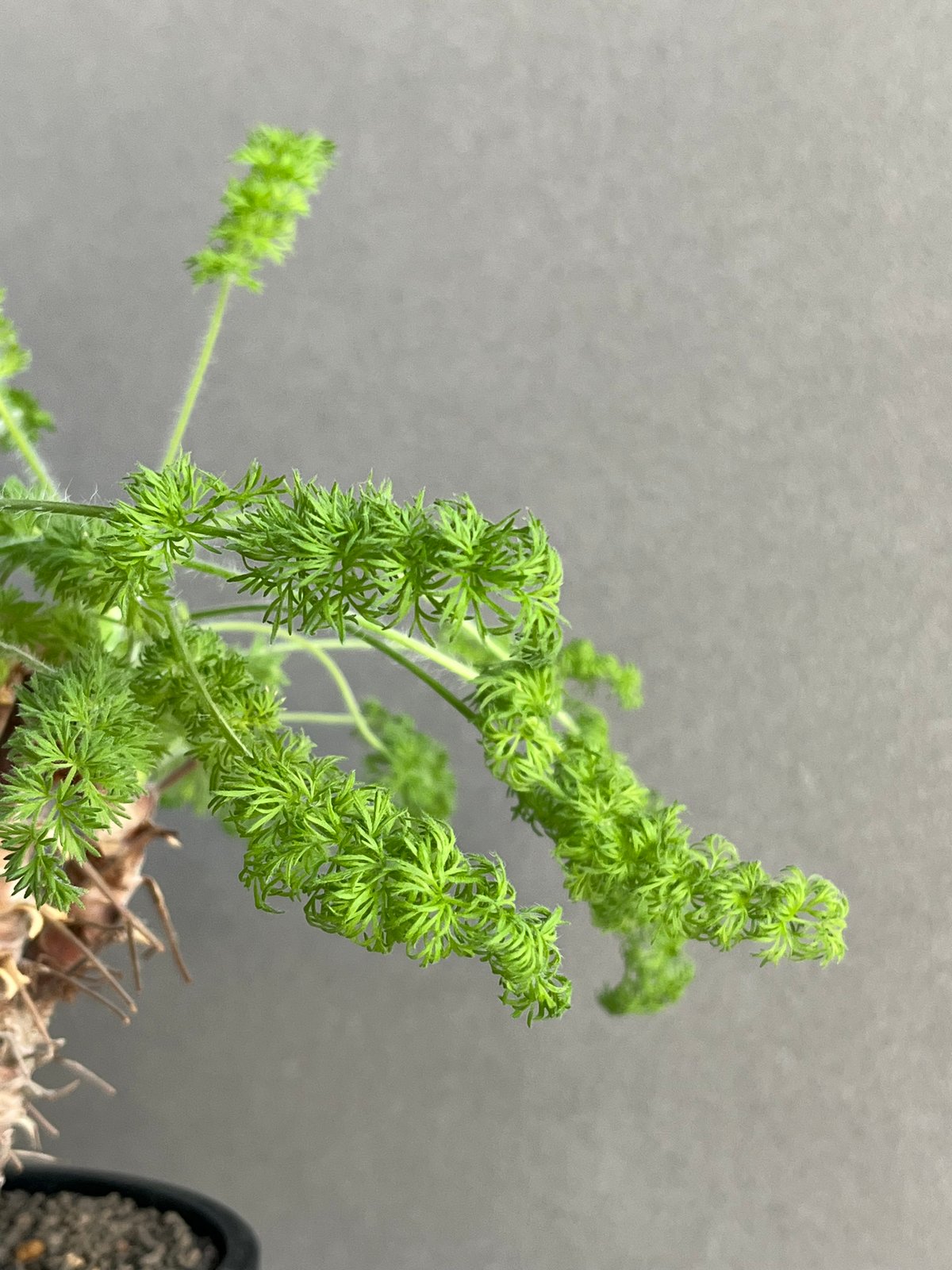 ペラルゴニウム ヒルツム「Pelargonium hirtum」64N | SHOUCHIKUEN