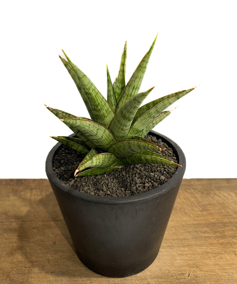 サンセベリア ロックマン 「Sansevieria Rock Man 」5/11-466 |