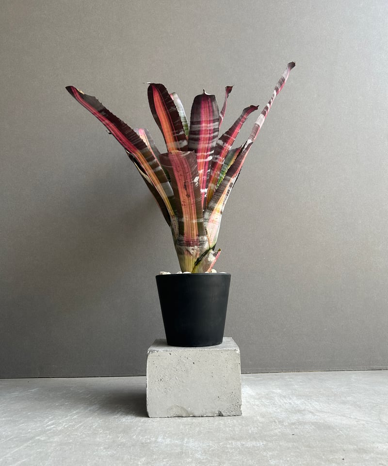 エクメア ロベルト メネスカル「Aechmea 'Roberto Menescal'」95I