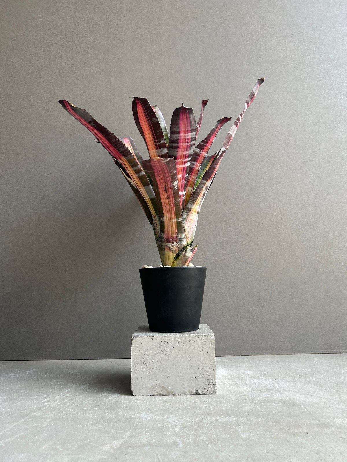 エクメア ロベルト メネスカル「Aechmea 'Roberto Menescal'」95I