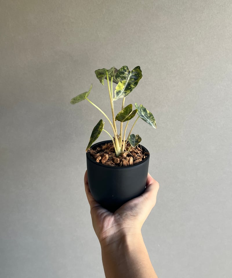 アロカシア バンビーノ イエロー 斑入 「Alocasia bambino Yellow Va