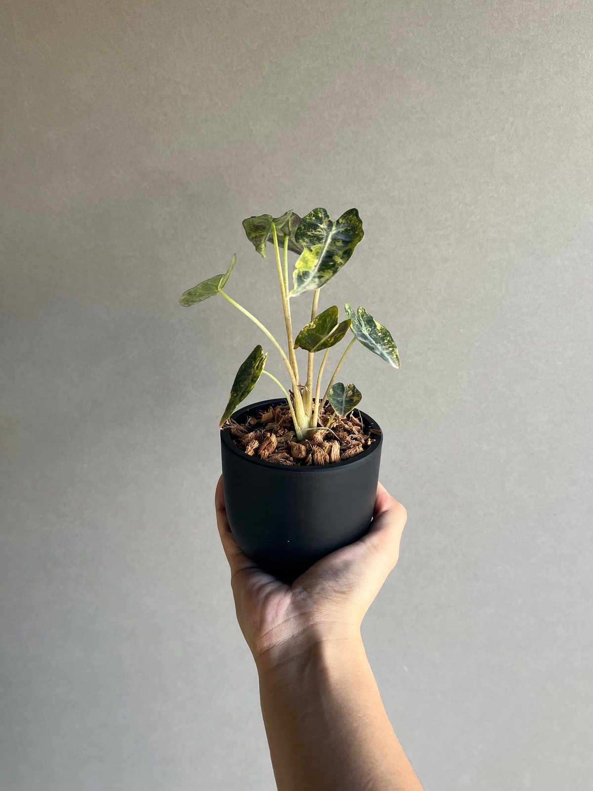 アロカシア バンビーノ イエロー 斑入 「Alocasia bambino Yellow Va
