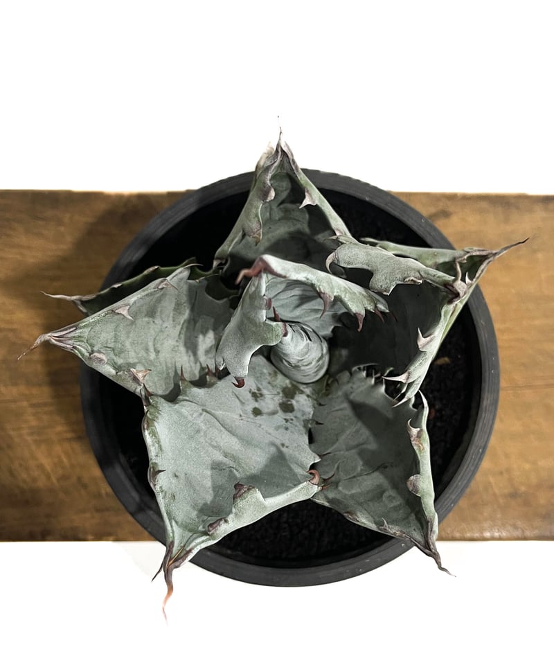 アガベ コロラータ「Agave colorata」2/3-24 | SHOUCHIKUEN