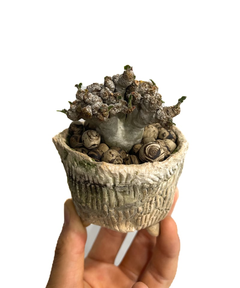 ドレステニア　ラブラニー　綴化(てっか) 現品 ドルステニア ラブラニー 綴化 + 陶器「Dorstenia lavrani