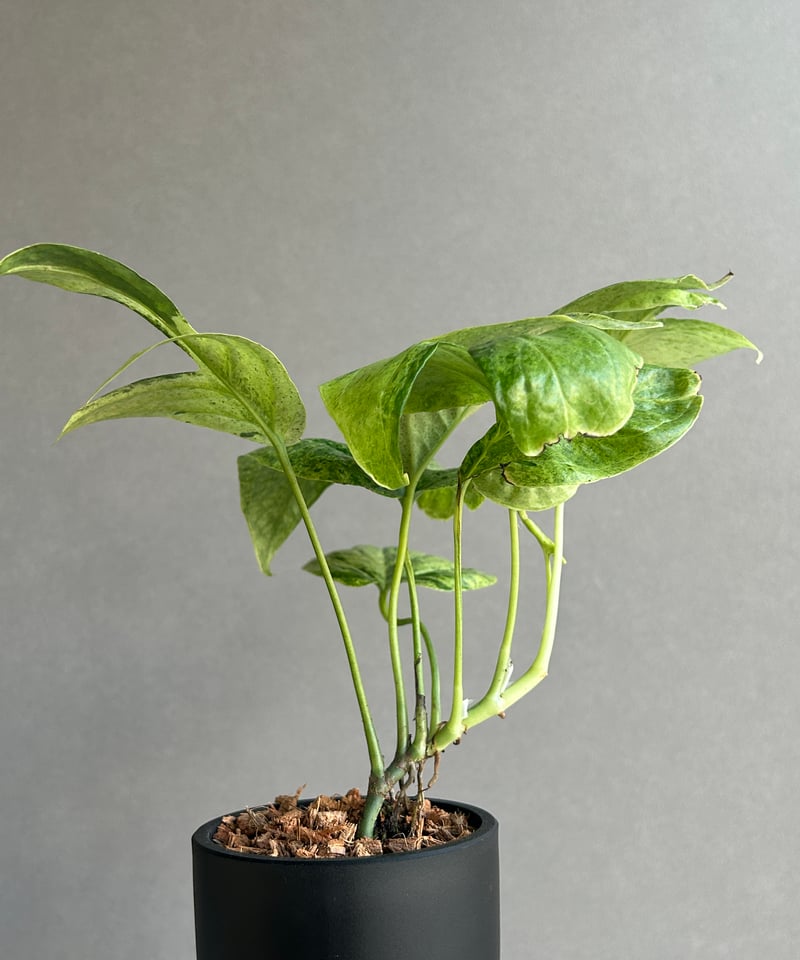激レア　アミドリウム　ジッペリアナム斑入り アミドリウム ジッペリアナム 斑入「Amydrium zippelianum variegat
