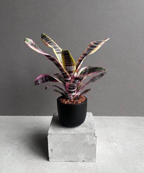 ブロメリア・エアープランツ Aechmea Bopink Hybrid ブロメリア