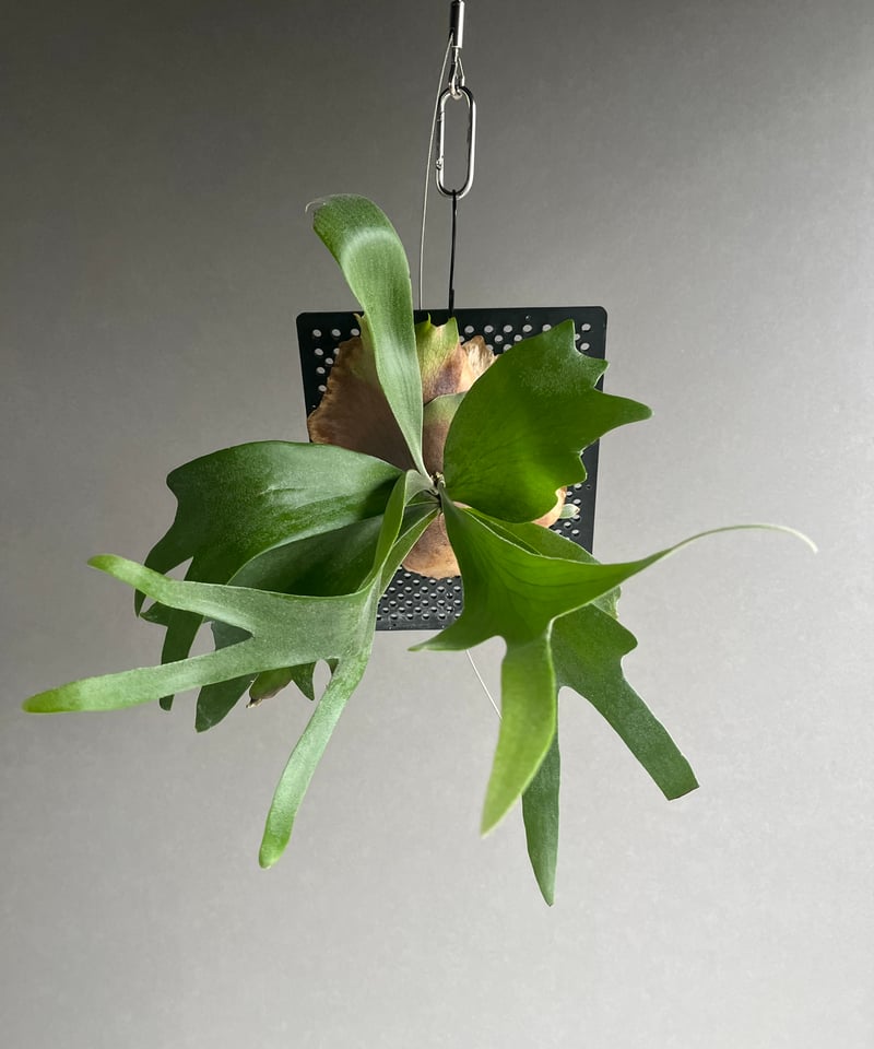 p.Bifurcatum cv.FirstLove ビカクシダplatyceri p.Bifurcatum cv.FirstLove ビカクシダplatyceri