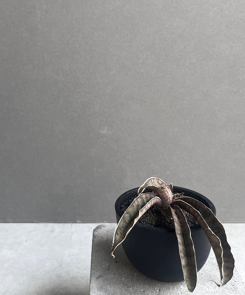 サンセベリア ピンクパンサー 「Sansevieria Pink Punter」35F