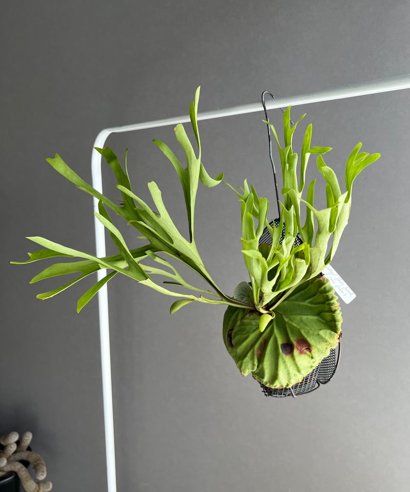 ビカクシダ　リドレイ ナローフォーム 細葉リドレイ 楽天市場】ゆうパック 送料無料 frog_yamato【ridleyi nano