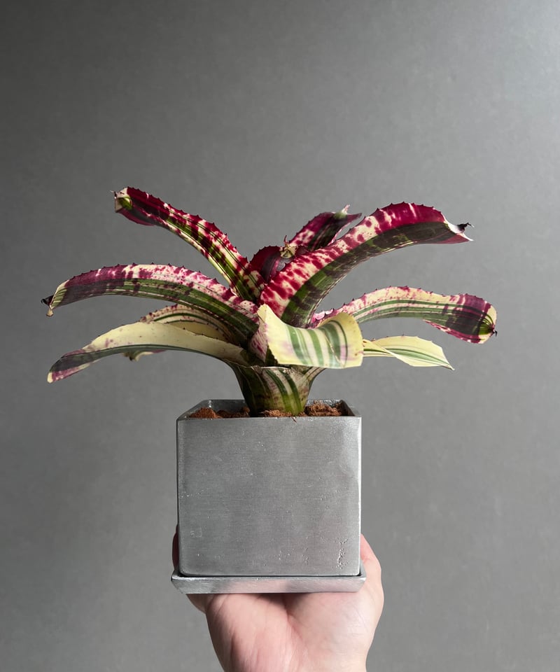 Neoregelia 'High Society'〔ネオレゲリア〕N0583 Neoregelia 'High Society'〔ネオレゲリア〕N0583