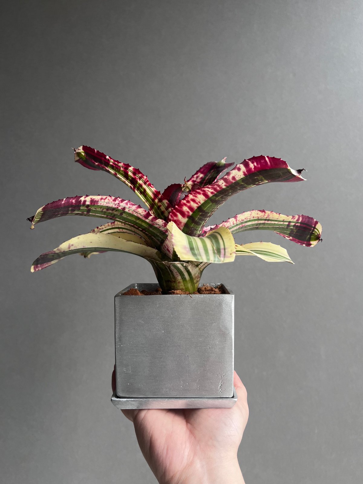 ネオレゲリア スーパーチャージド 「Neoregelia Supercharged